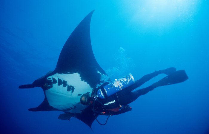 Manta Cubana